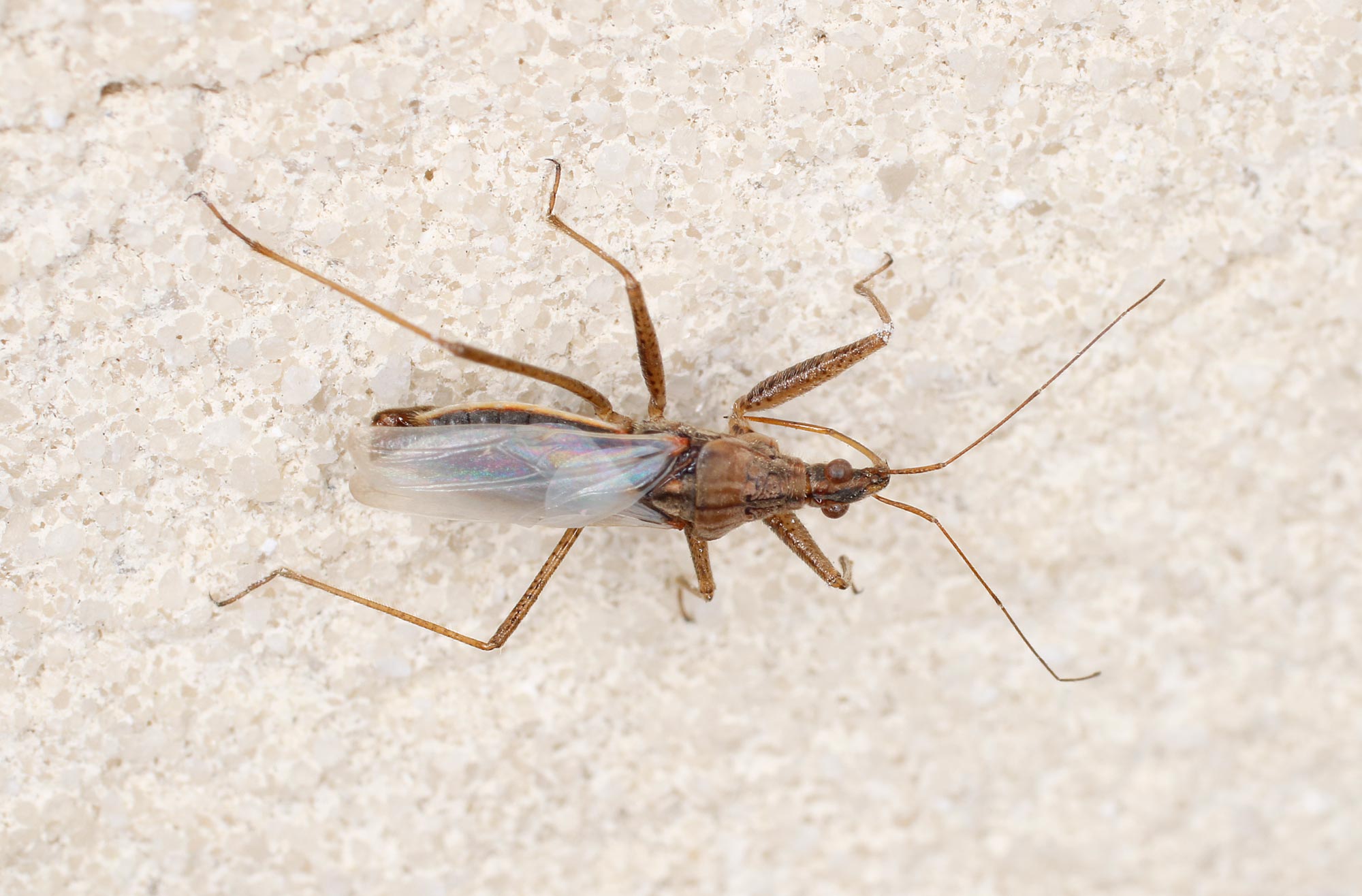 Nabidae: cfr. Nabis sp.